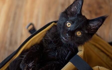 katten reismand