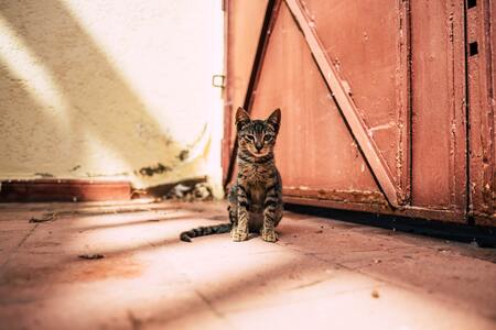 kattenluik met chip grote kat