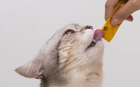 beste kattenvoer gesteriliseerde kat