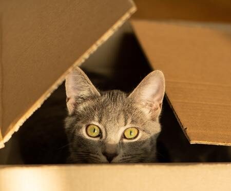 biologisch afbreekbaar kattengrit