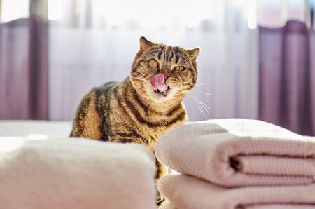 katten shampoo
