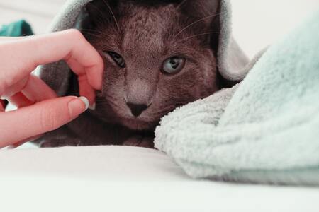 shampoo voor katten