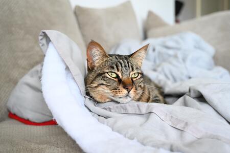 elektrisch warmtekussen kat