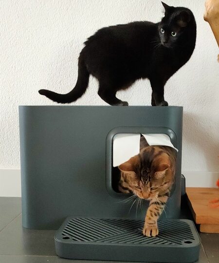 hoopo kattenbak