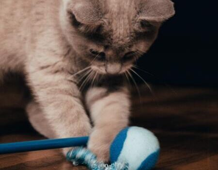 interactief kattenspeelgoed