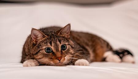 interactieve kattenspeeltjes