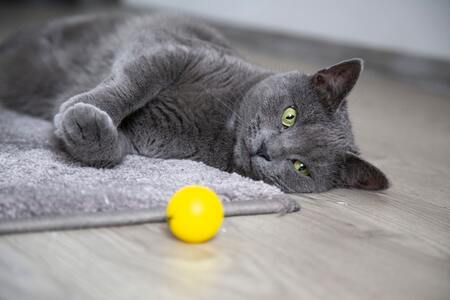 katten bal