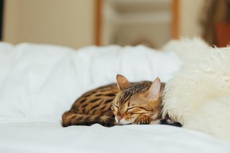 katten voerpuzzel