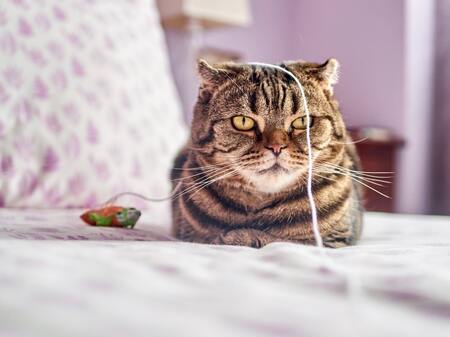 kattenhengel met veertjes