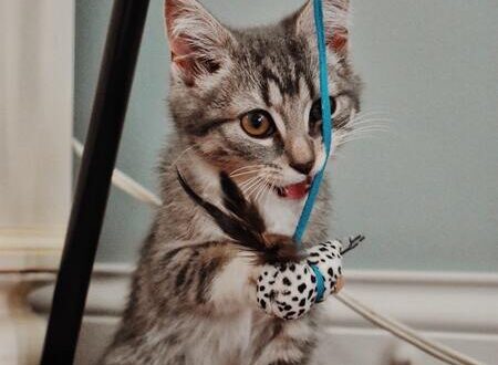 kattenhengels