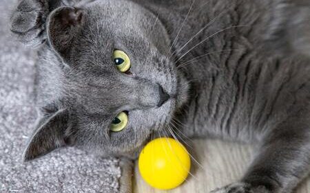 kattenspeelgoed bal
