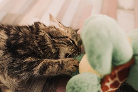 kattenspeelgoed hengel
