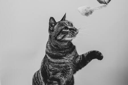 kattenspeeltje bewegende vis