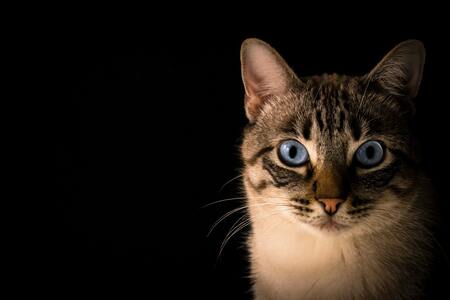 kattenvoer urinary care