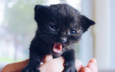 kitten speeltjes
