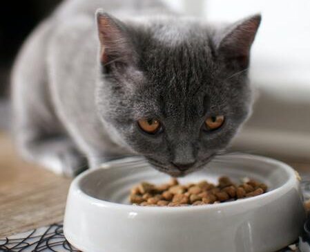 royal canin urinary