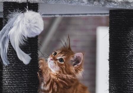 speelgoed kitten