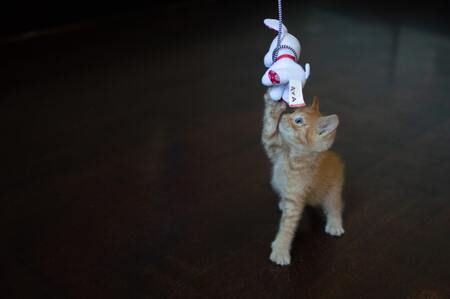 speeltje voor kitten