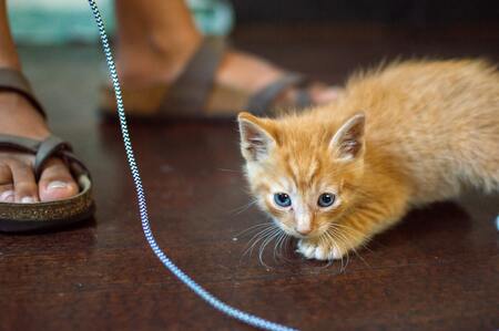 speeltjes kitten