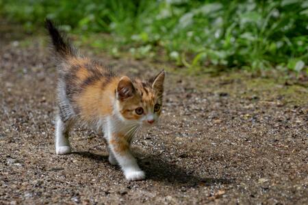 tuigje kitten