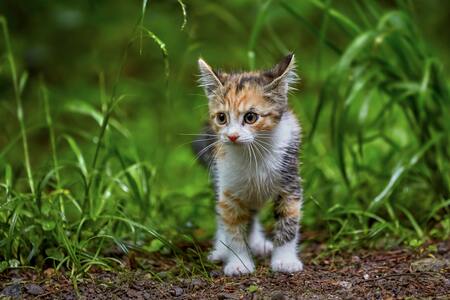 tuigje voor kitten