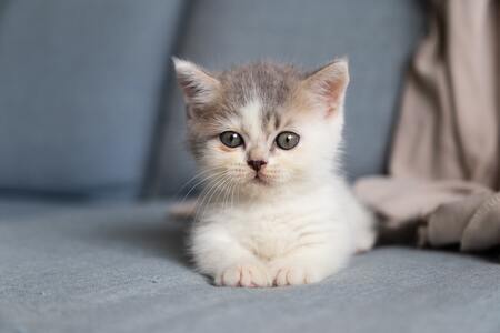 tuigje voor kittens
