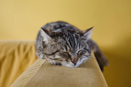 voerpuzzel kat