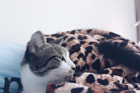 warmte voor katten