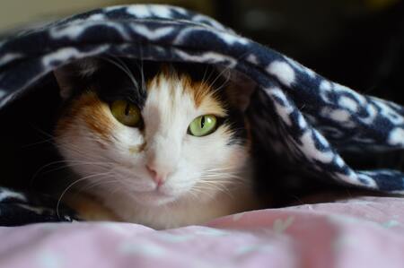 warmtekussen voor kat