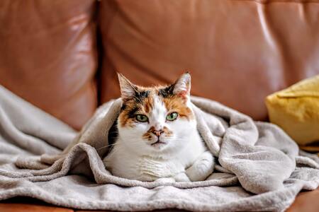 warmtemat kitten