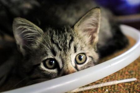 beste kittenvoer