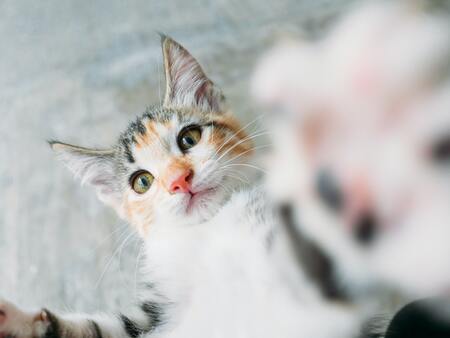 goed kittenvoer