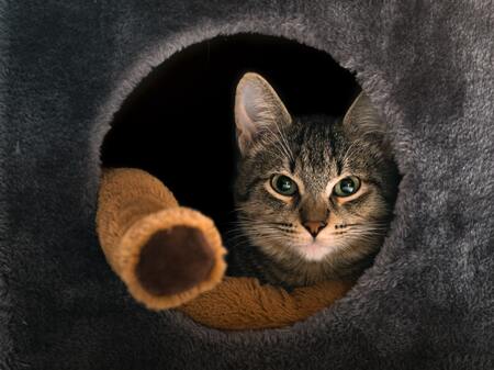 kat tunnel