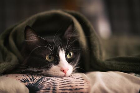 katten tunnels