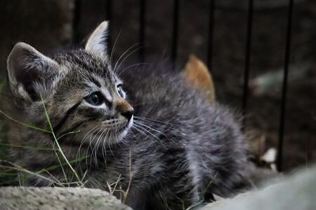 kitten voer royal canin