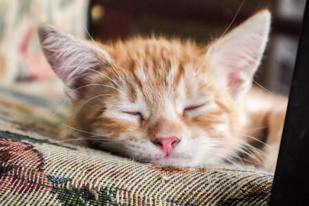 kitten voer
