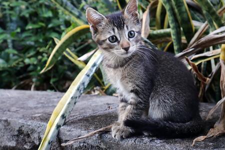 kittenvoer