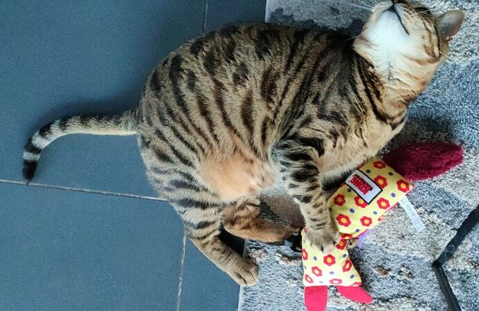 kong kattenspeelgoed