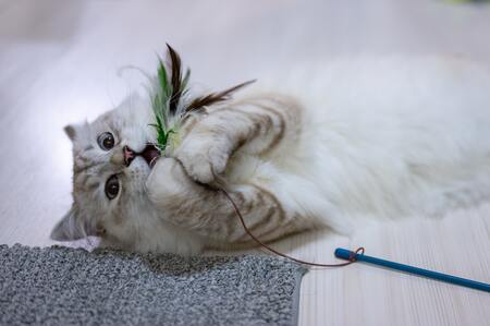 kong kattenspeeltje