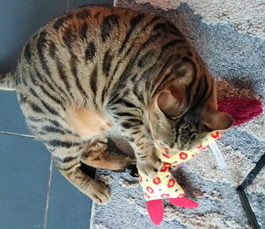 kong kattenspeeltjes