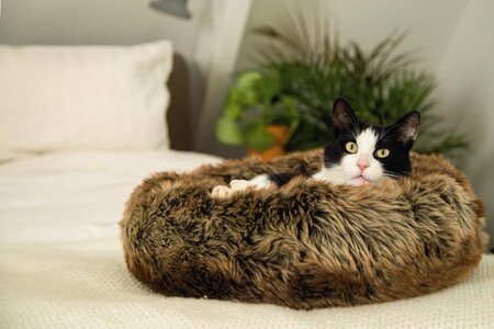 kattenmand designed by lotte