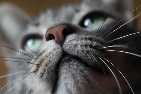 kat snuffelmat