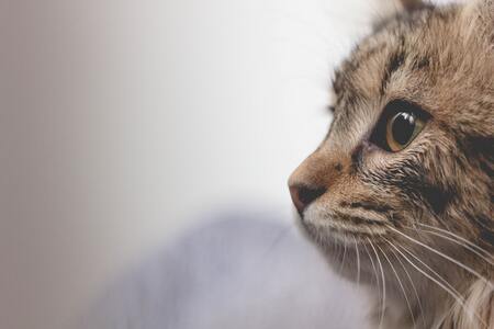 katten snuffelmat