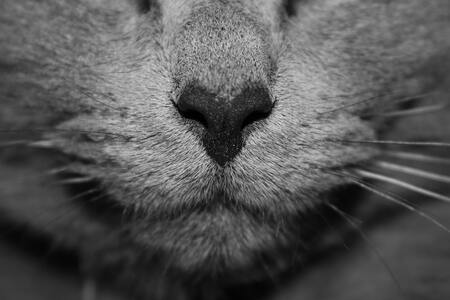 snuffelmat kat