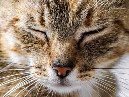 snuffelmat voor katten