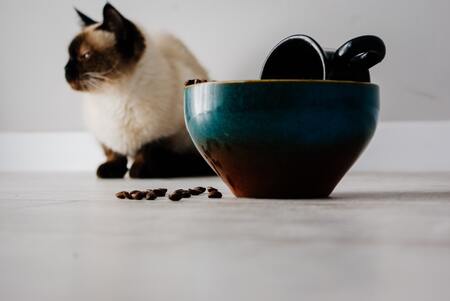 katten voerbak verhoogd