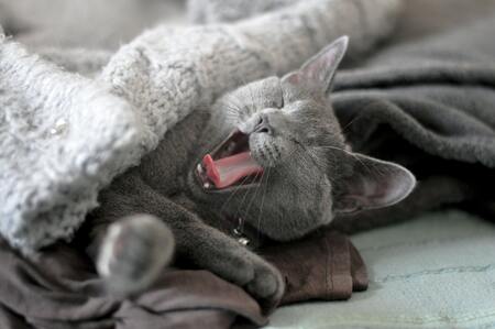 japanse kattenstokjes