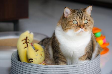 whiskas natvoer