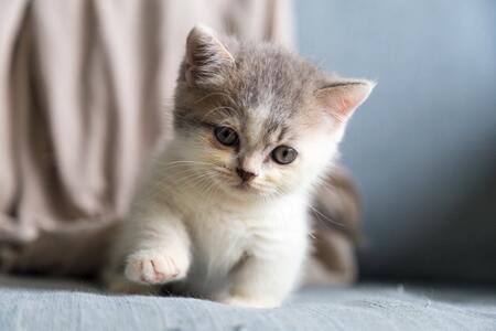 whiskas natvoer aanbieding