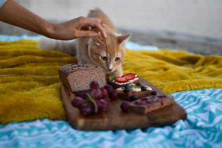 glutenvrije kattenbrokken